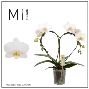 Phalaenopsis Heart White 16+ - 9cm | Mimesis