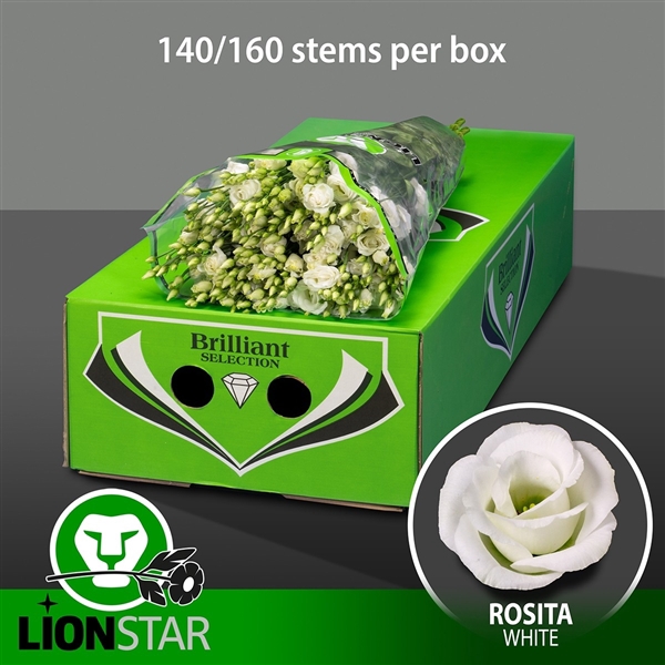 <h4>Rosita White Exportdoos</h4>