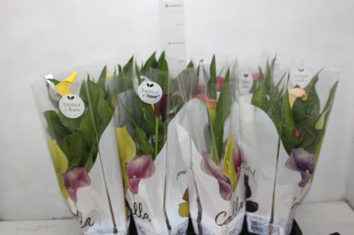 <h4>CALLA COLORIDA P14</h4>