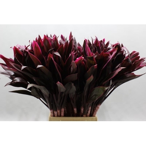 Cordyline Tips Fire 50 Cm