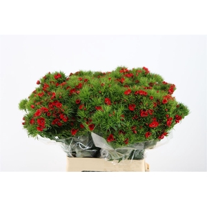 Di Barb Breanthus Amras Red