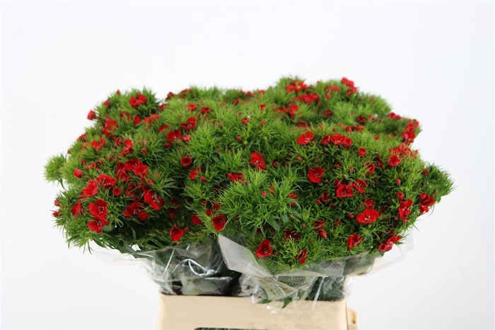 <h4>Di Barb Breanthus Amras Red</h4>