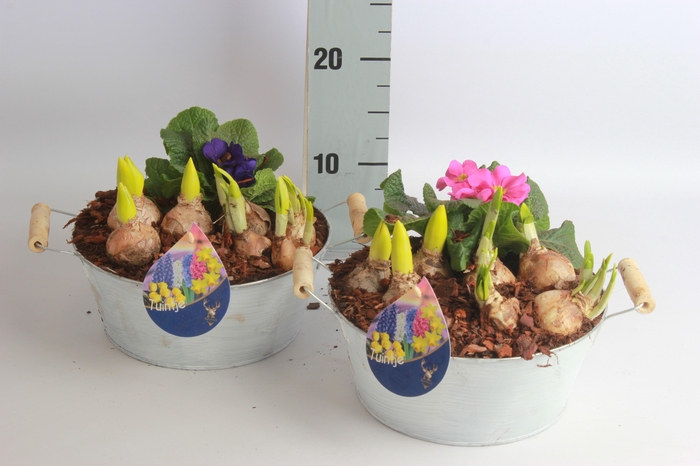 <h4>ARR BOL KNOLGEWAS</h4>