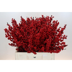 Ilex Crimson