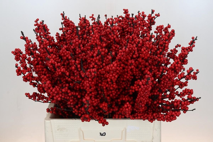 <h4>Ilex Crimson</h4>