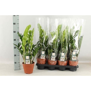 Zamioculcas zamiifolia