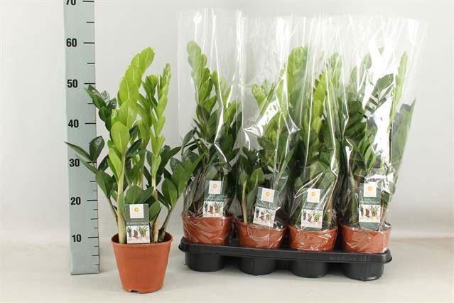 <h4>Zamioculcas zamiifolia</h4>