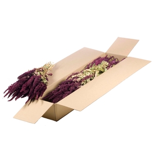 Amaranthus Sb Natural Red