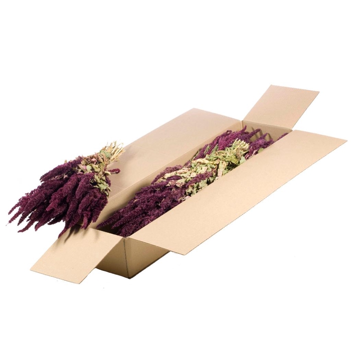 <h4>Amaranthus Sb Natural Red</h4>