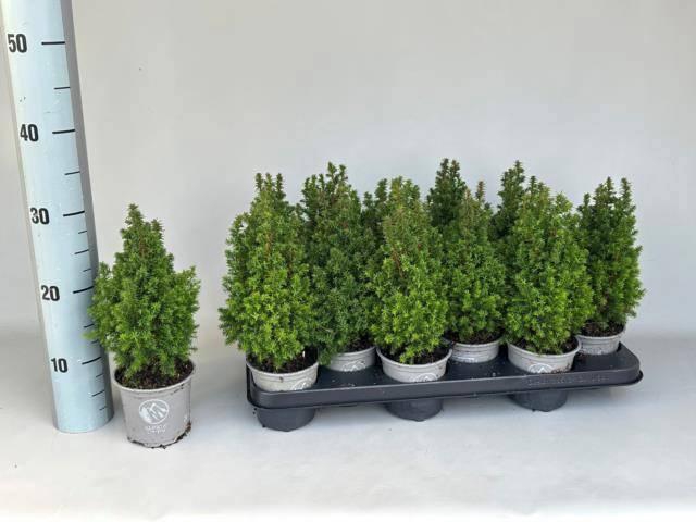 <h4>CHAM TH ALPICA</h4>