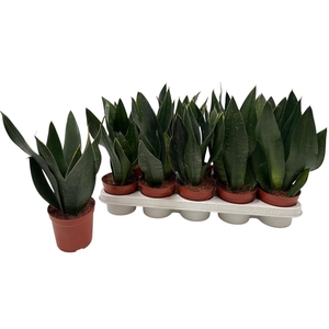 SANSEV TRIFASCIA  OV