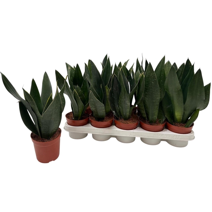 <h4>SANSEV TRIFASCIA  OV</h4>