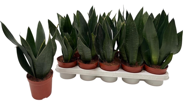 <h4>SANSEV TRIFASCIA  OV</h4>