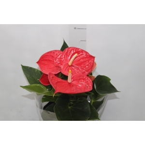ANTHURIUM MICHIGAN P17 PREMIUM