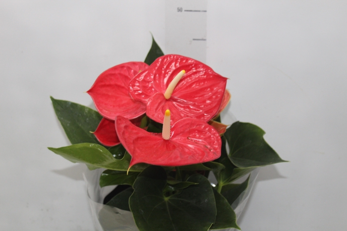 <h4>ANTHURIUM MICHIGAN P17 PREMIUM</h4>