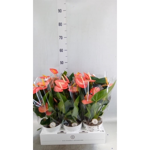 Anthurium andr. 'Livium Orange'