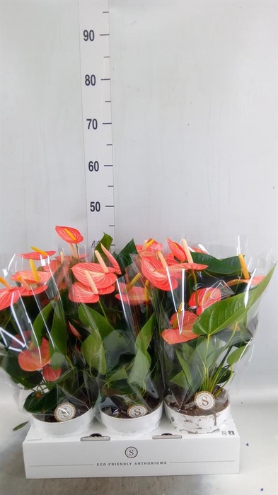 <h4>Anthurium andr. 'Livium Orange'</h4>
