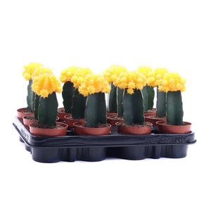 Gymno geel geent 8,5 cm