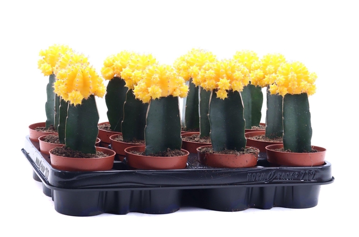 <h4>Gymno geel geent 8,5 cm</h4>