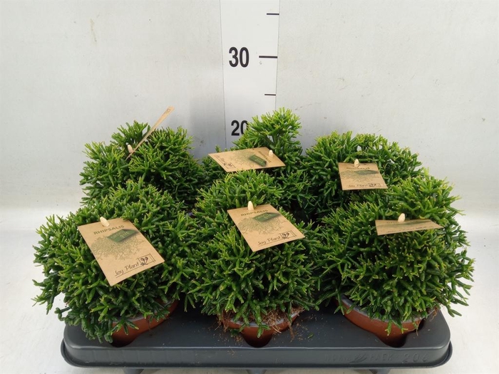 <h4>Rhipsalis ...</h4>