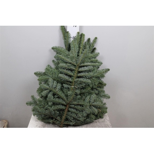 Abies Nob Blauw Kilo