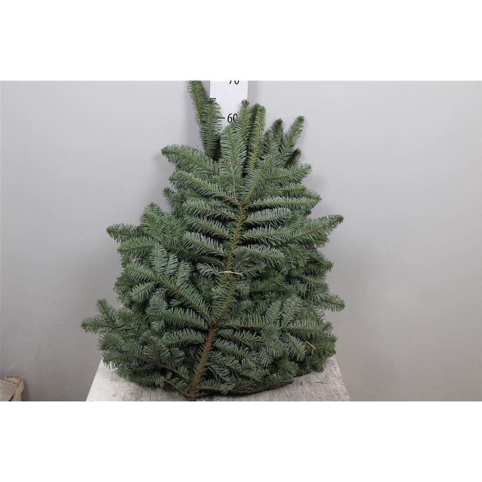 <h4>Abies Nob Blauw Kilo</h4>