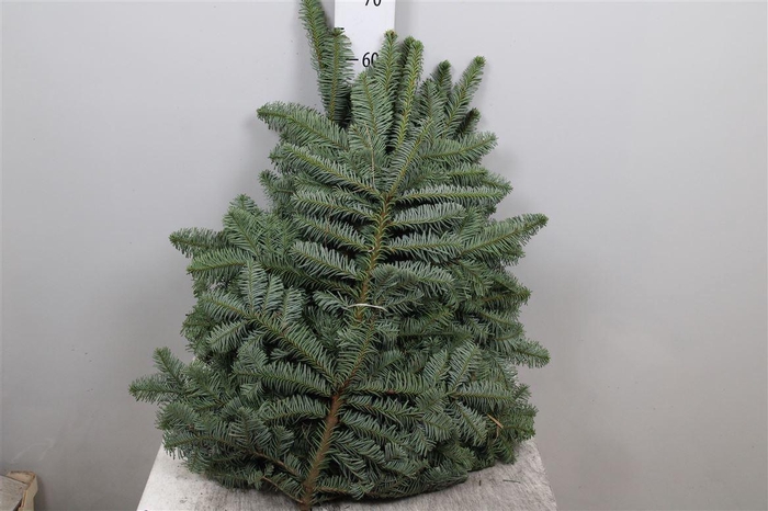 Abies Nob Blauw Kilo