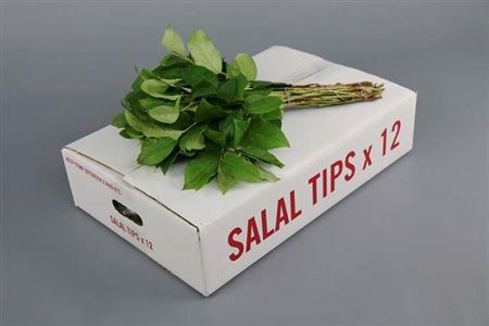 <h4>Salal Tips X 12</h4>