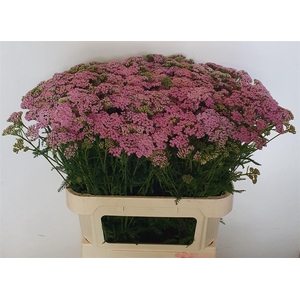 Achillea M Cindy