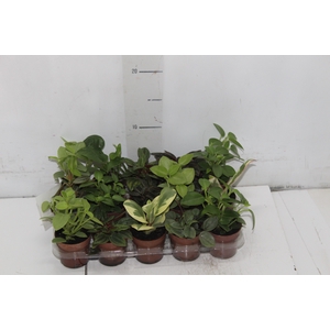 PEPEROMIA VARIADO P06