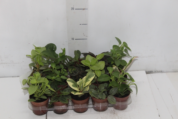 <h4>PEPEROMIA VARIADO P06</h4>