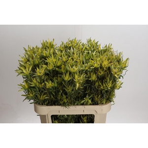 Leucadendron Pisa Spray