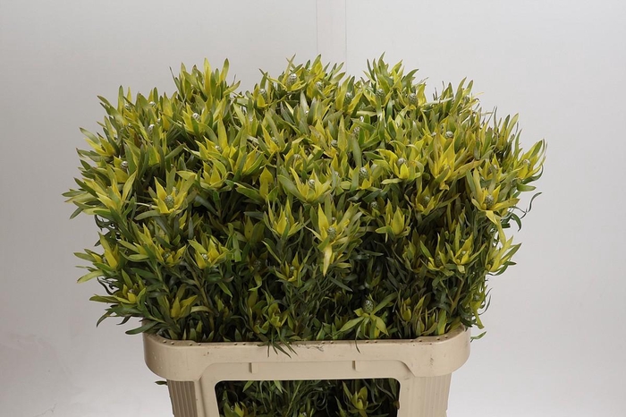 Leucadendron Pisa Spray