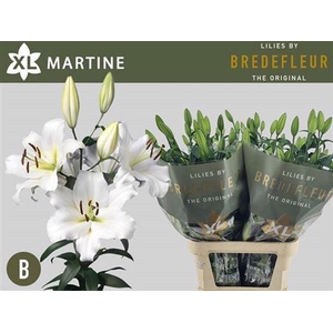 Li Ot Martine 5+