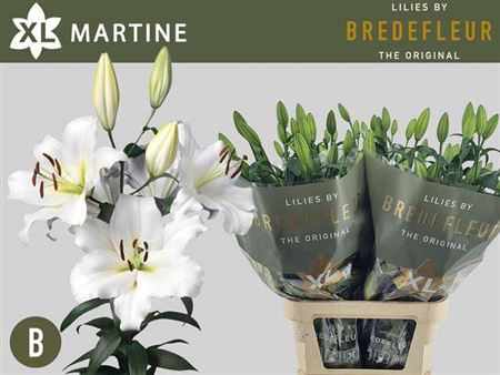 <h4>Li Ot Martine 5+</h4>