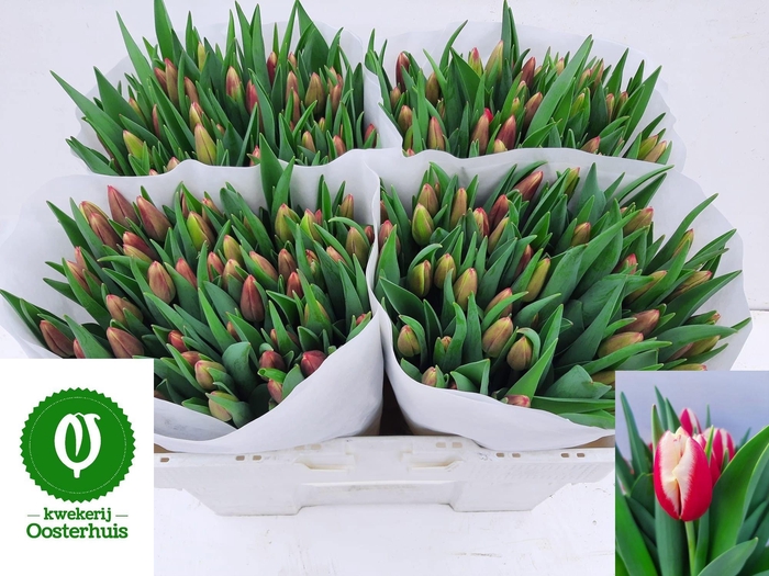 <h4>TU EN AOMORI</h4>