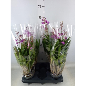 Dendrobium  'Berry Oda'