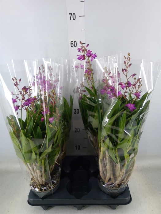 <h4>Dendrobium  'Berry Oda'</h4>
