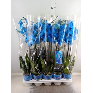 .Phalaenopsis painted blue