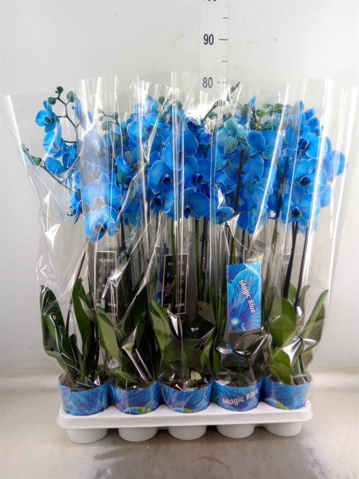 <h4>.Phalaenopsis painted blue</h4>