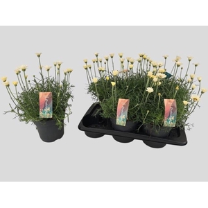 RHODAN H ZAGORA YELL