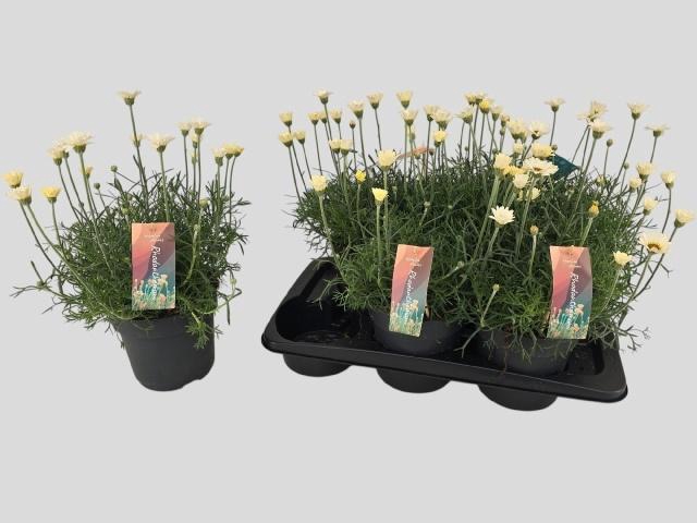 <h4>RHODAN H ZAGORA YELL</h4>