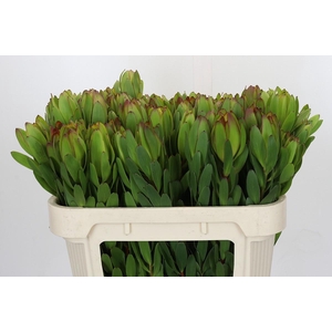 Leucadendron Goldstrike