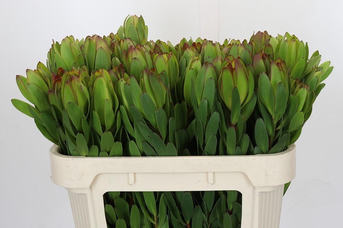<h4>Leucadendron Goldstrike</h4>