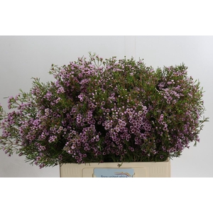 Chamelaucium Early Nir