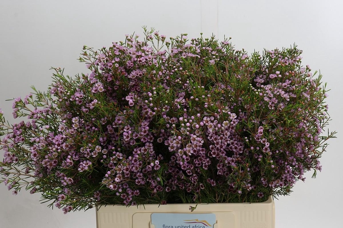 <h4>Chamelaucium Early Nir</h4>