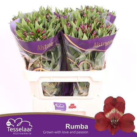 <h4>ALSTR RUMBA ALSTROEMERIA RUMBA</h4>