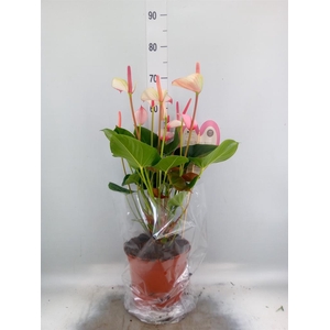 Anthurium  'Pr. Amalia Elegance'