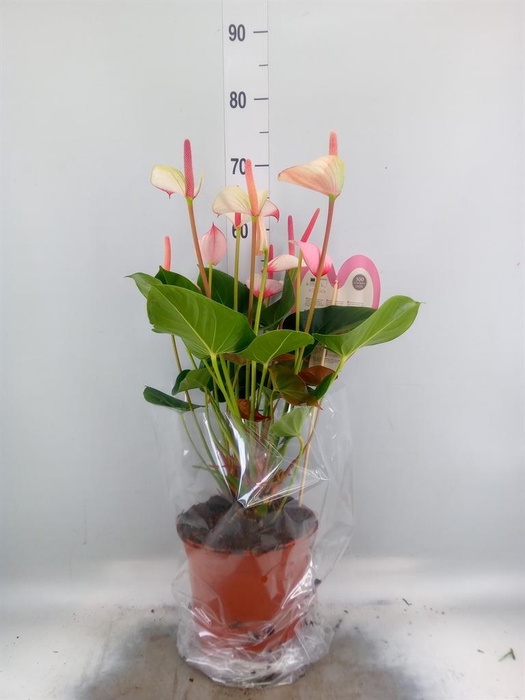 <h4>Anthurium  'Pr. Amalia Elegance'</h4>
