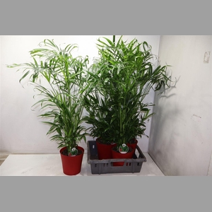 Chamaed Cataractarum In Kunststof Pot